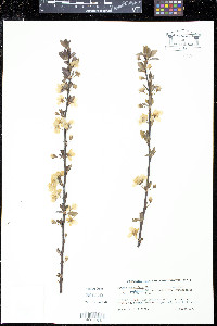 Prunus cerasifera image