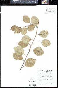 Prunus domestica image