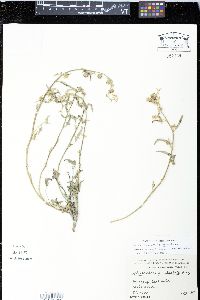 Sphaeralcea hastulata image