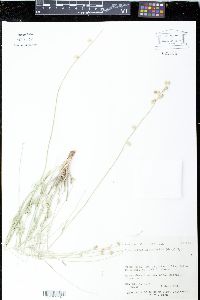 Sphaeralcea leptophylla image