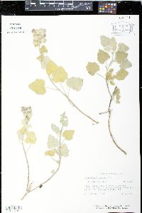 Sphaeralcea lindheimeri image