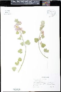 Sphaeralcea lindheimeri image