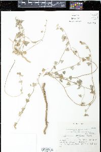 Media resource of Sphaeralcea philippiana
