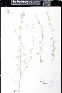 Sphaeralcea polychroma image