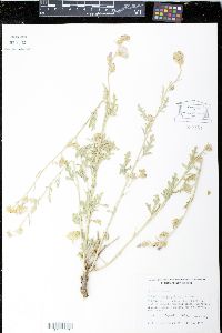 Sphaeralcea polychroma image