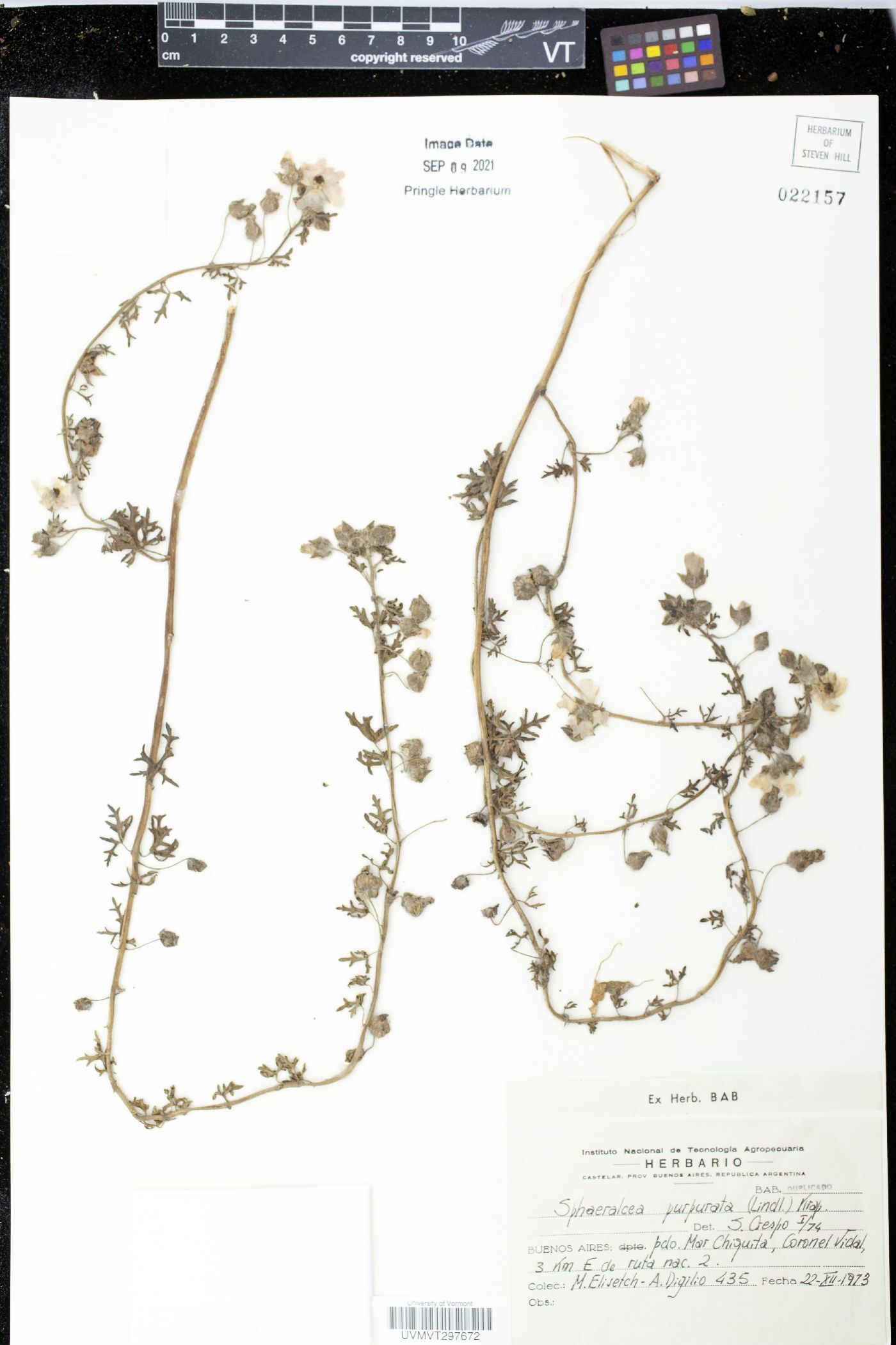 Sphaeralcea purpurata image