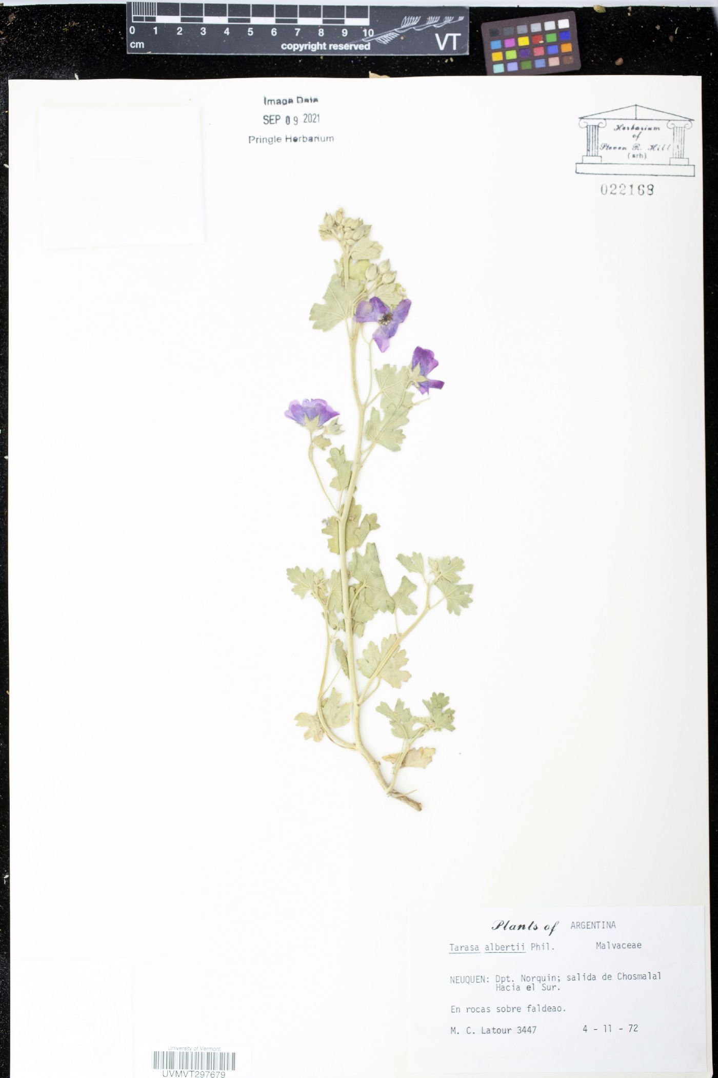 Tarasa albertii image