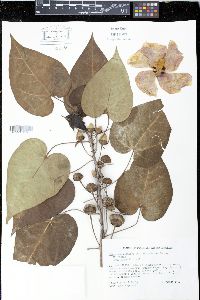 Thespesia populnea image