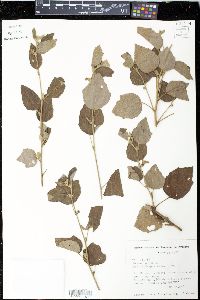 Urena lobata image