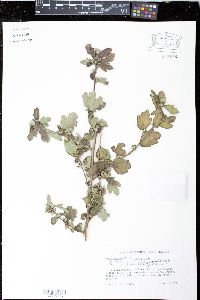 Urena sinuata image