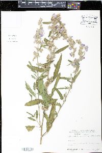 Sphaeralcea angustifolia image
