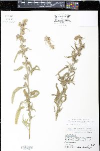 Sphaeralcea angustifolia image