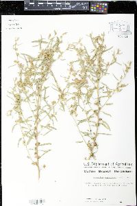 Sphaeralcea angustifolia image