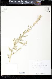 Sphaeralcea angustifolia image
