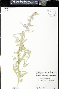 Sphaeralcea angustifolia image