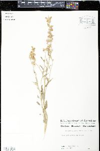 Sphaeralcea angustifolia image