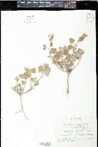 Sphaeralcea cordobensis image