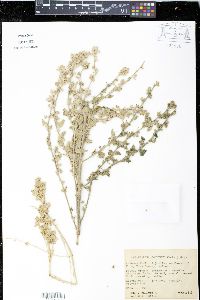 Sphaeralcea coulteri image