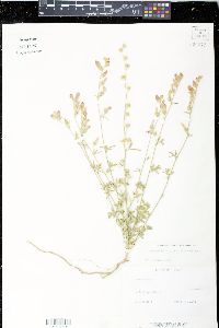 Sphaeralcea digitata image