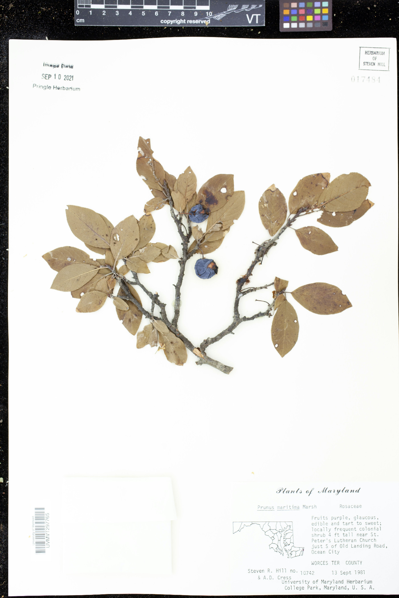 Prunus maritima image