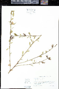 Prunus persica image