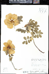 Rosa rugosa image