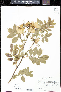 Rosa virginiana image