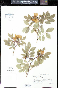 Rosa virginiana image