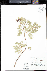 Rosa woodsii var. woodsii image