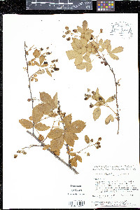 Rubus arundelanus image