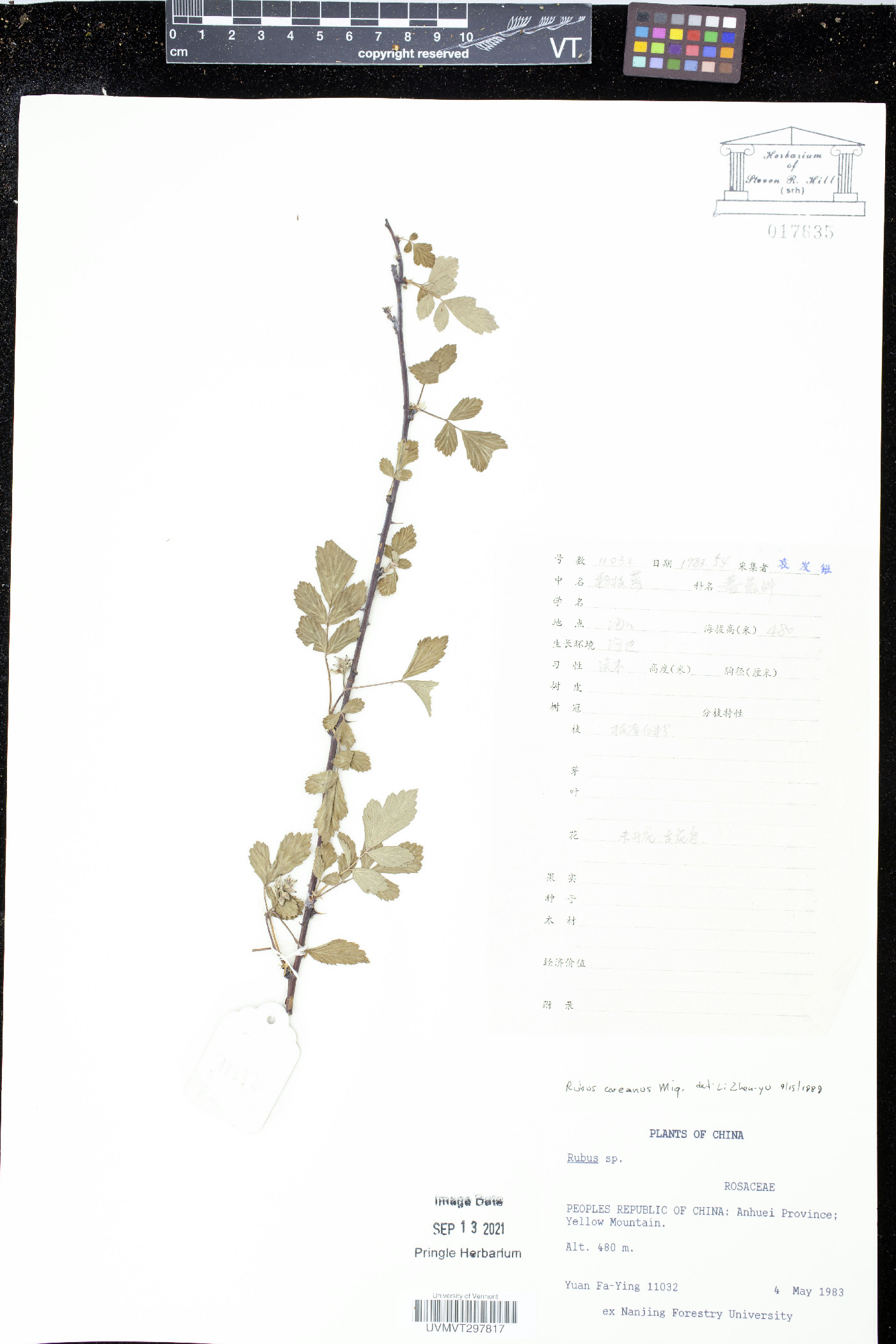 Rubus coreanus image