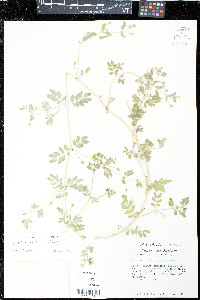 Kallstroemia californica image