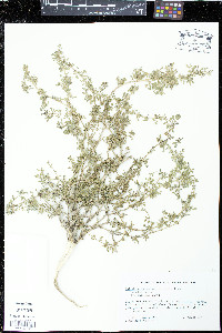 Kallstroemia maxima image