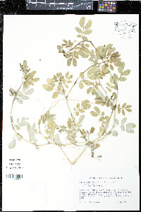 Kallstroemia maxima image