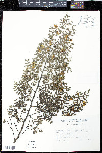 Larrea cuneifolia image