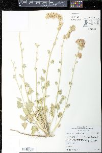 Sphaeralcea ambigua image