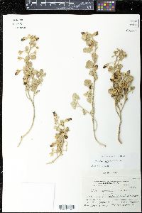 Malvella leprosa image