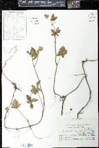 Modiolastrum malvifolium image