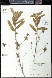 Media resource of Monteiroa bullata