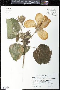 Wercklea tulipiflora image