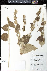 Wissadula contracta image