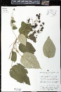 Wissadula excelsior image
