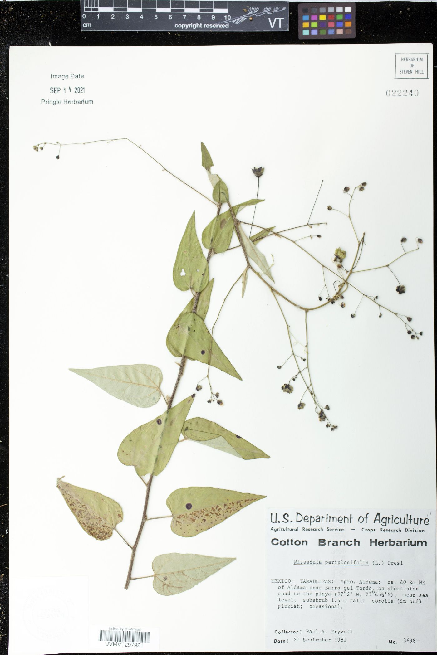 Wissadula periplocifolia image