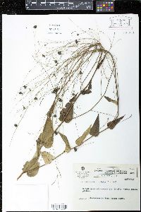 Wissadula periplocifolia image
