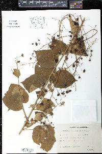 Wissadula subpeltata image