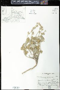 Sphaeralcea mendocina image