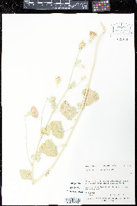 Sphaeralcea ambigua image