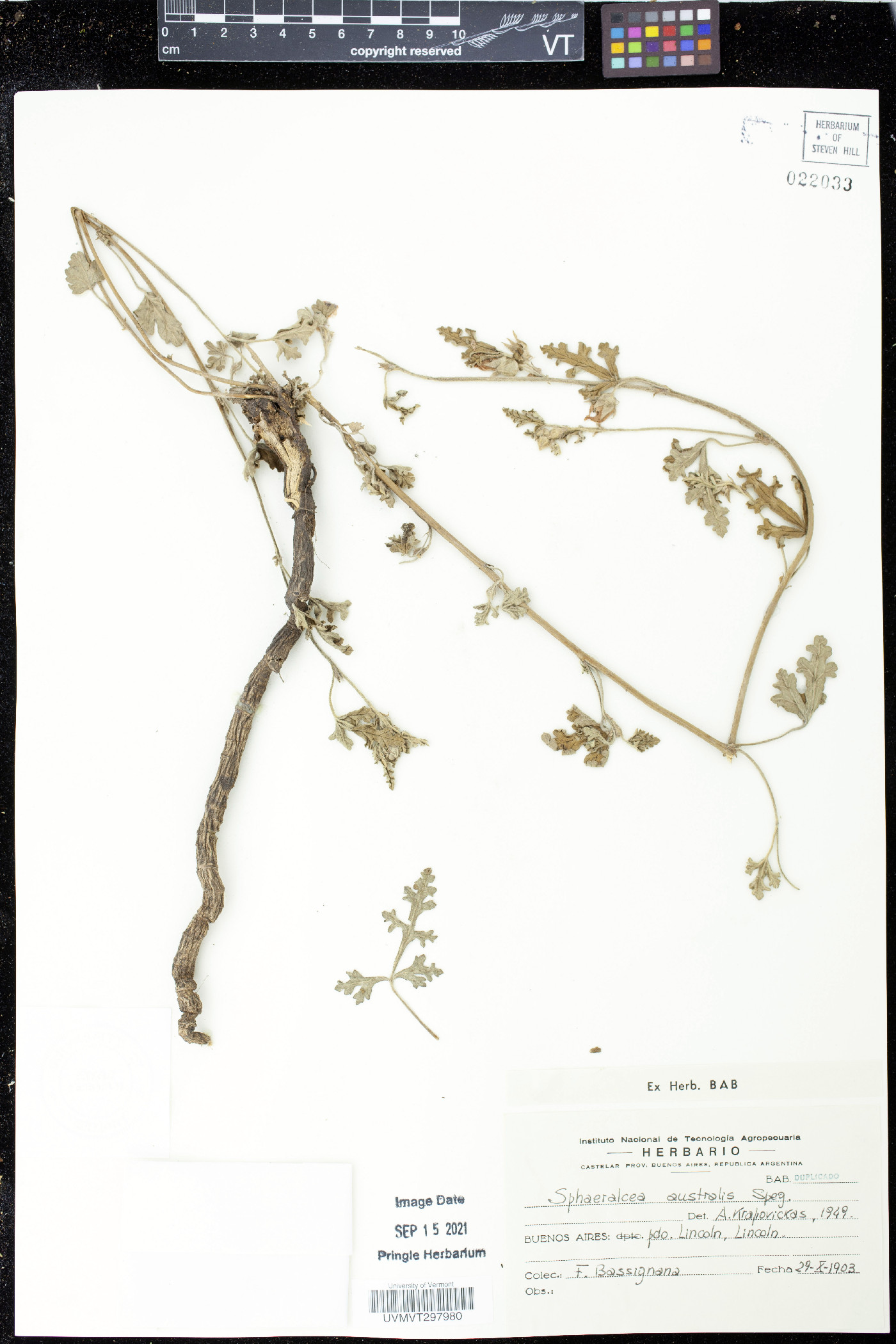 Sphaeralcea australis image