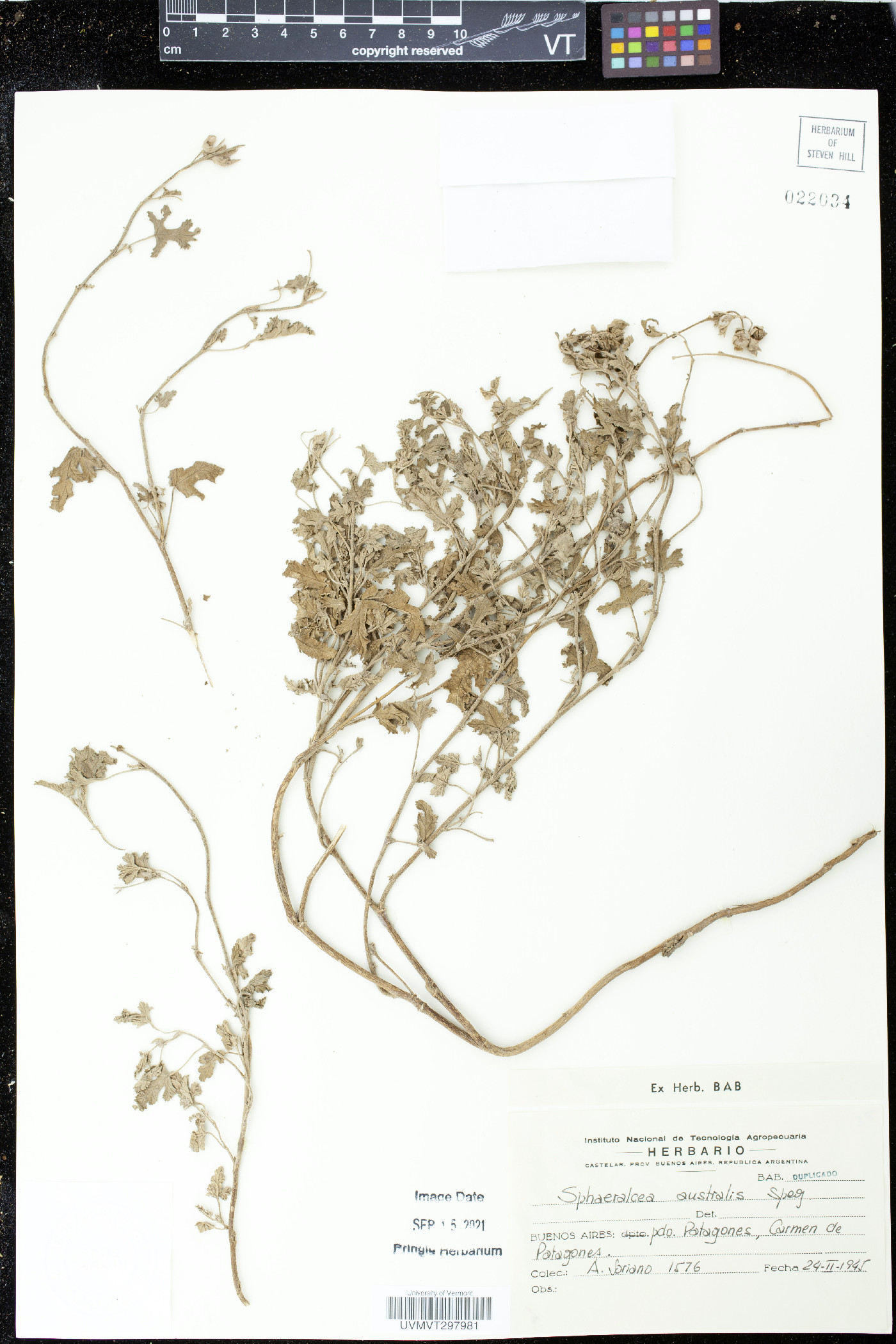 Sphaeralcea australis image