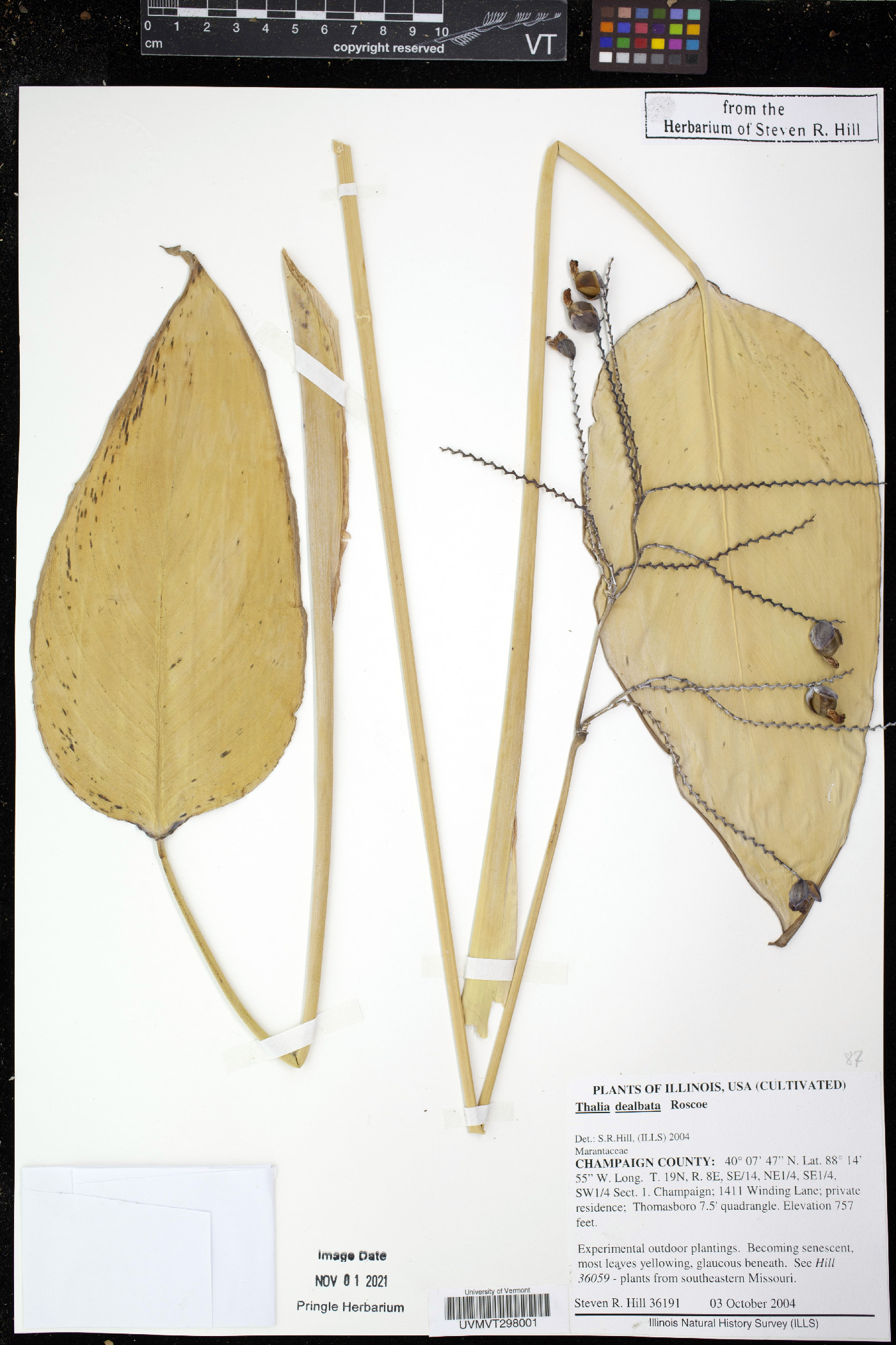 Thalia dealbata image